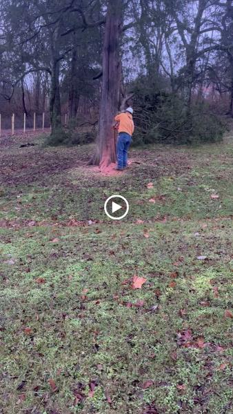 A&B Tree Service
