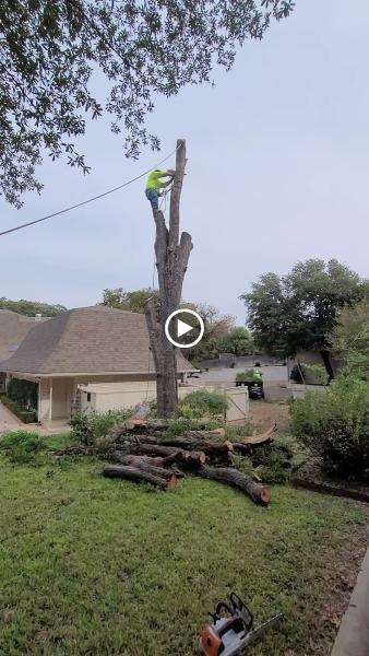 Raymundo Tree Service