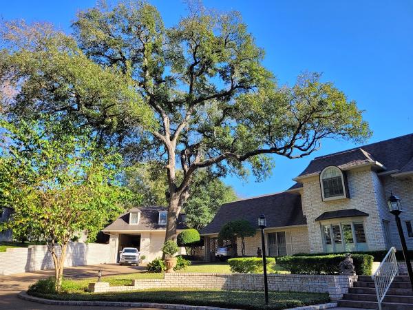 Raymundo Tree Service