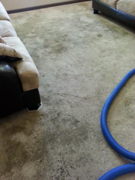 Procare Carpet & Tile Cleaning