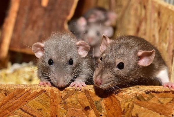 Pestco Professional Services