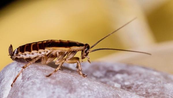 Pestco Professional Services