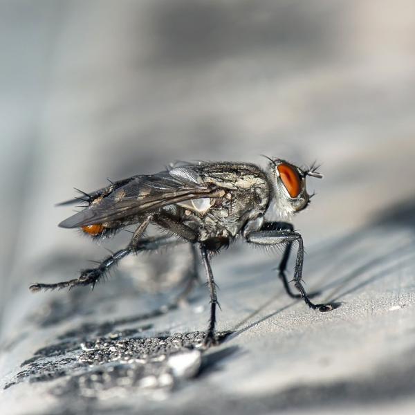Pestco Professional Services