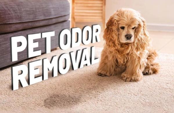 Master's Touch Carpet Cleaning
