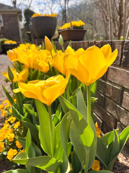 Wynnecrest Landscaping