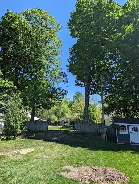 Old Growth Tree Services