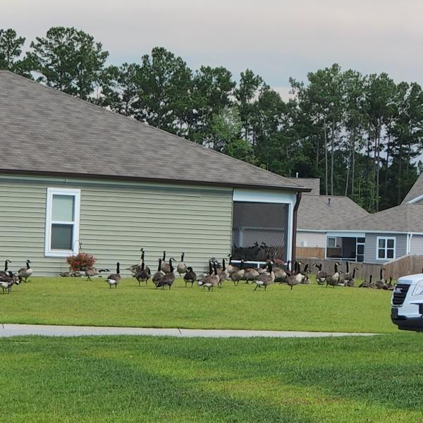 Lawn Reputation LLC