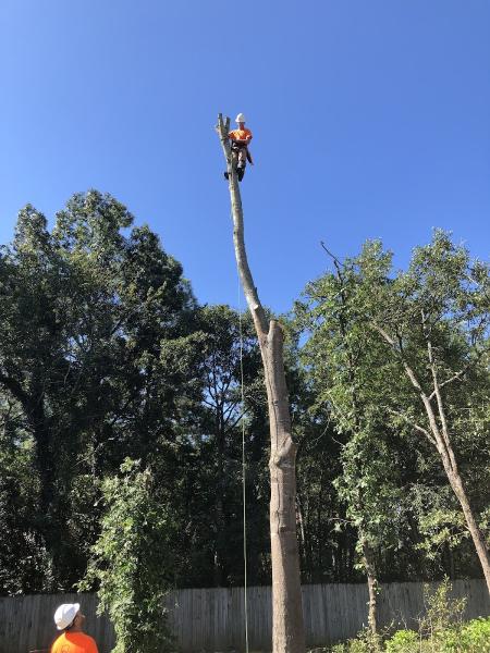Empire Tree LLC