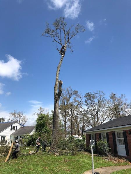 Ramos Tree Service