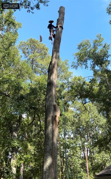 Ramos Tree Service