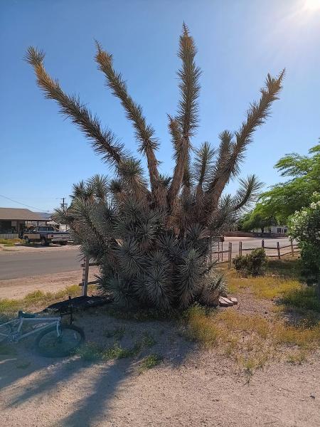 Arizona Cactus Exchange