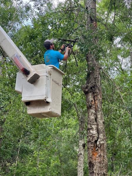 Taylor Tree Co.