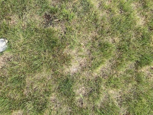 Desperate Landscapes and Lawn Care