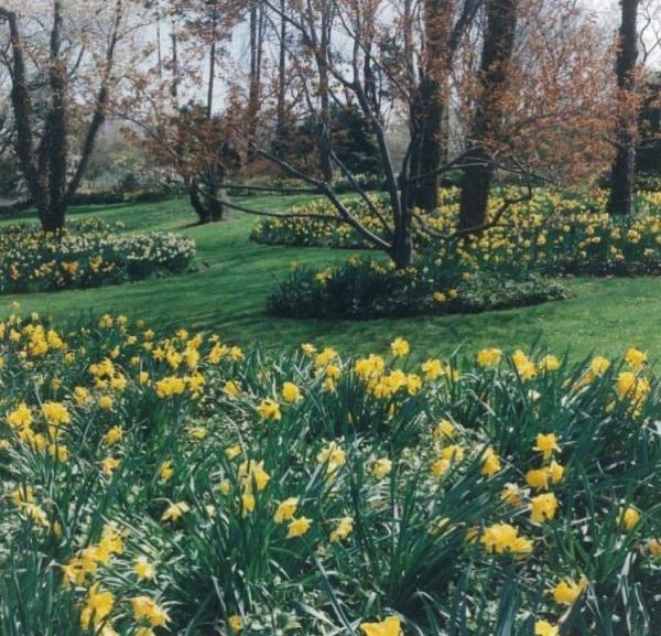 Hedges & Gardens