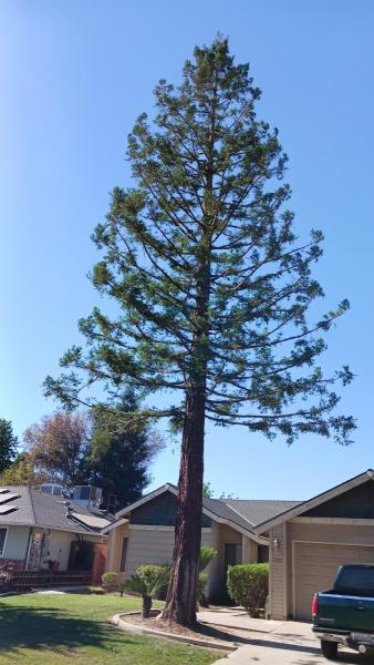 Visalia Tree Service