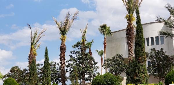 PG Tree Services