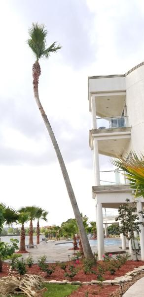 PG Tree Services