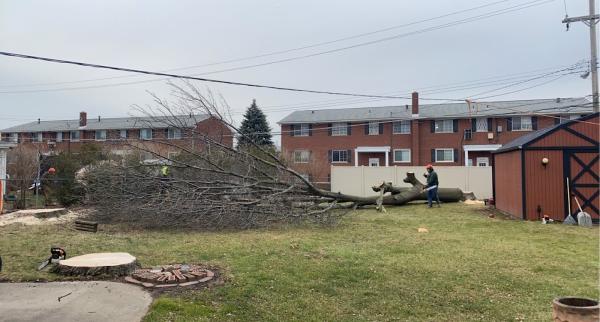 Amezola Tree Service