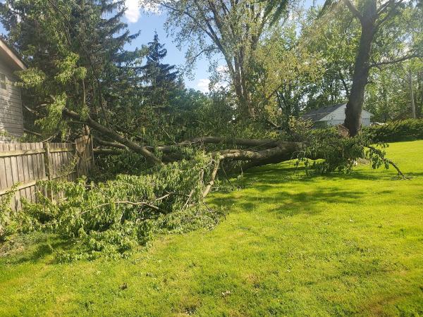 Amezola Tree Service
