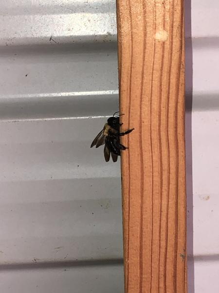 Honest Pest Solutions