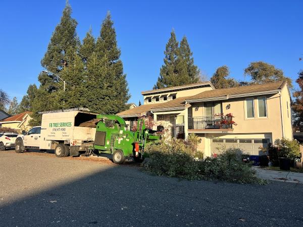 Tree Services Sacramento