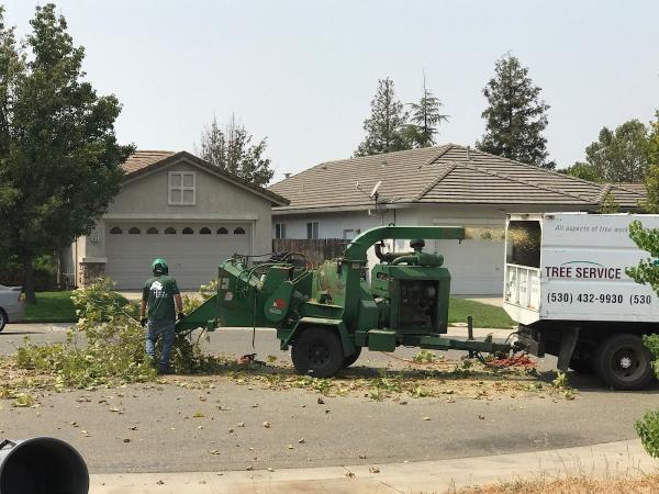 Tree Services Sacramento