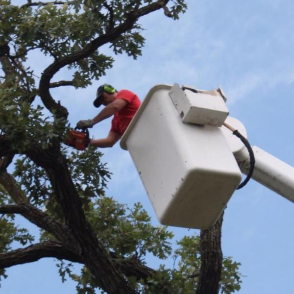 Curt's Tree Services