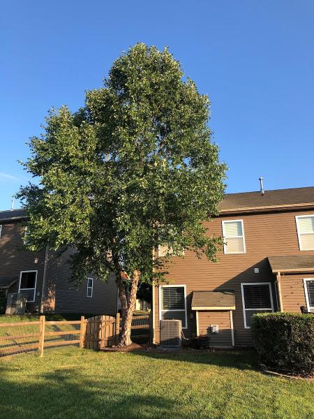 Ruben Tree Services