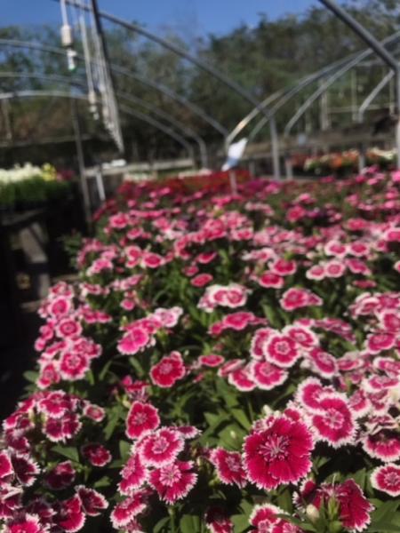 Plant Tech