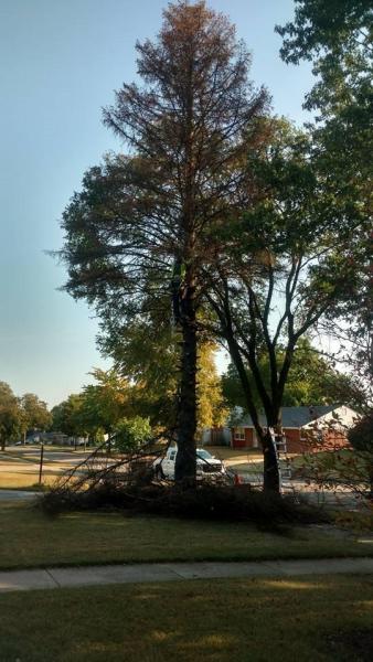 Whitford's Tree Care