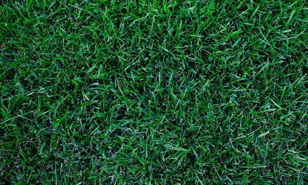 Nitro Green Professional Lawn & Tree Care