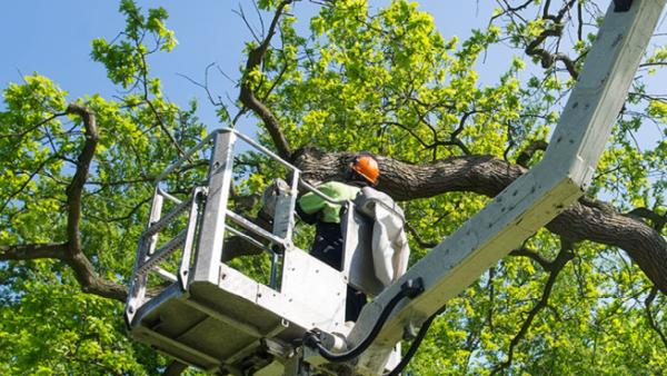 PRV Tree Service