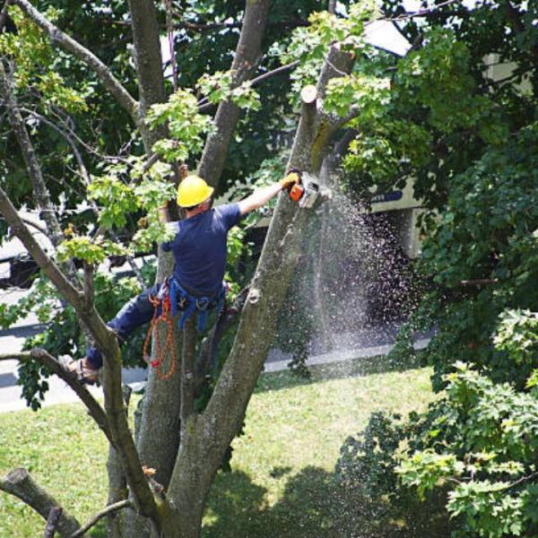PRV Tree Service