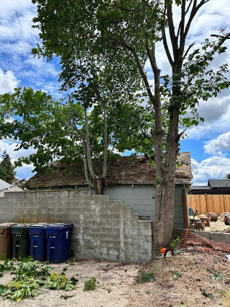 Apex Tree Experts