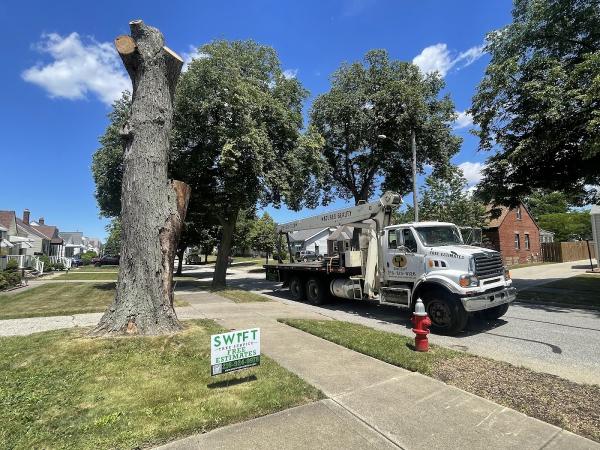 Swift Tree Service