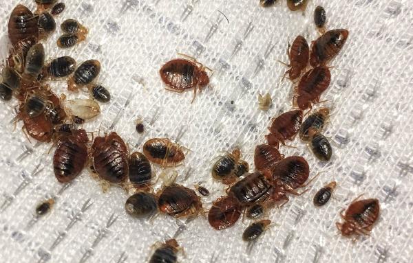 STL Pest Control