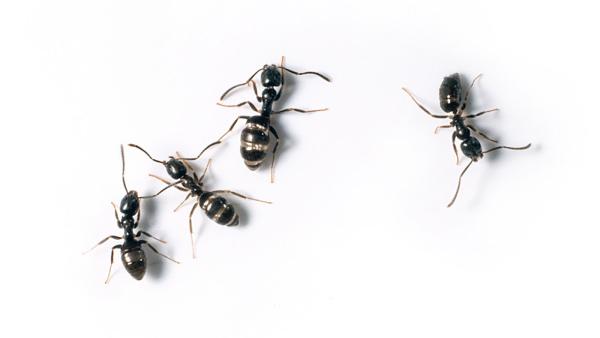 STL Pest Control