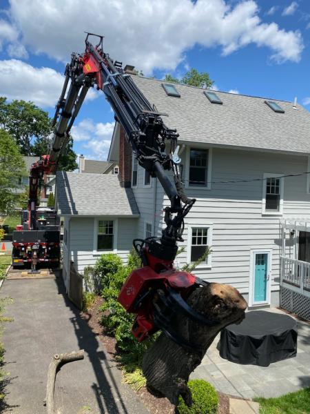 Arbor Ace Tree Service