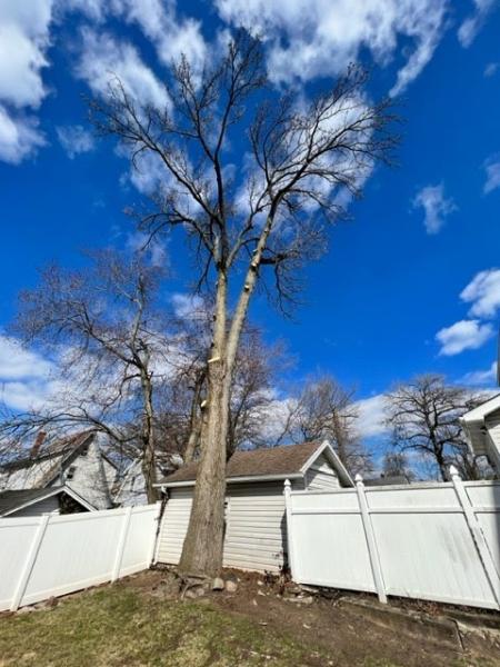 Arbor Ace Tree Service