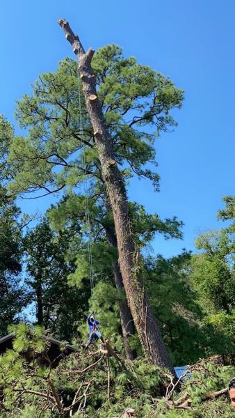 Pocasangre Tree Service