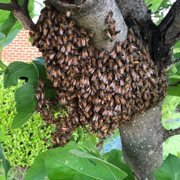 Bee Safe Bee Removal
