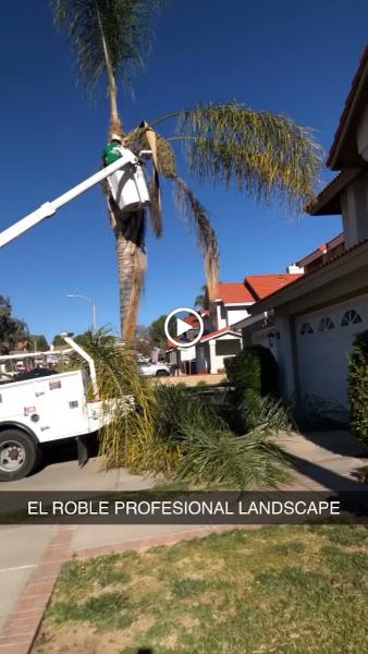 Robles Tree Service and Landscaping