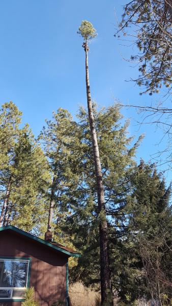 Nolan's Tree Service