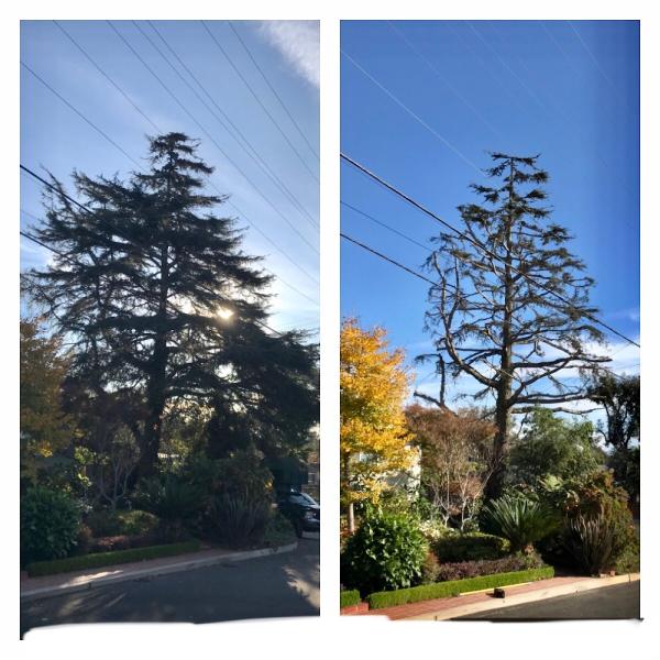 Silver Tree Service Inc.