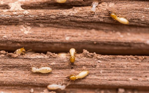 Rice Capital Pest Services