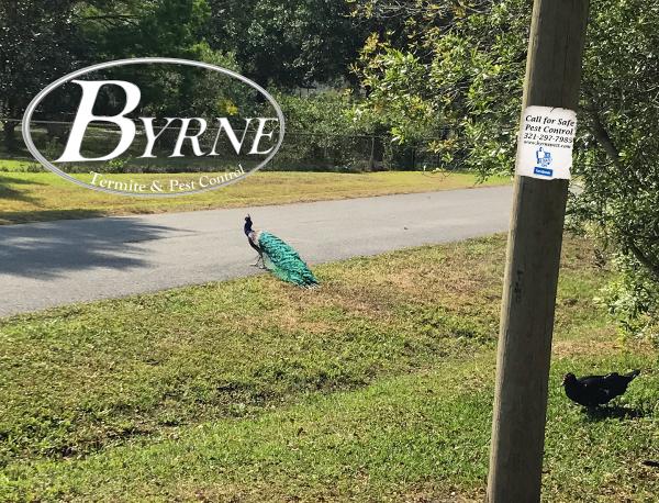 Byrne Termite & Pest Control