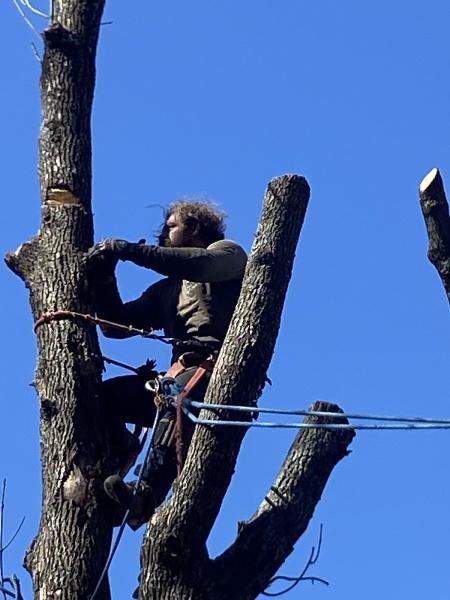 Adam's Tree Service PA