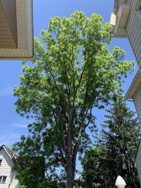 Adam's Tree Service PA