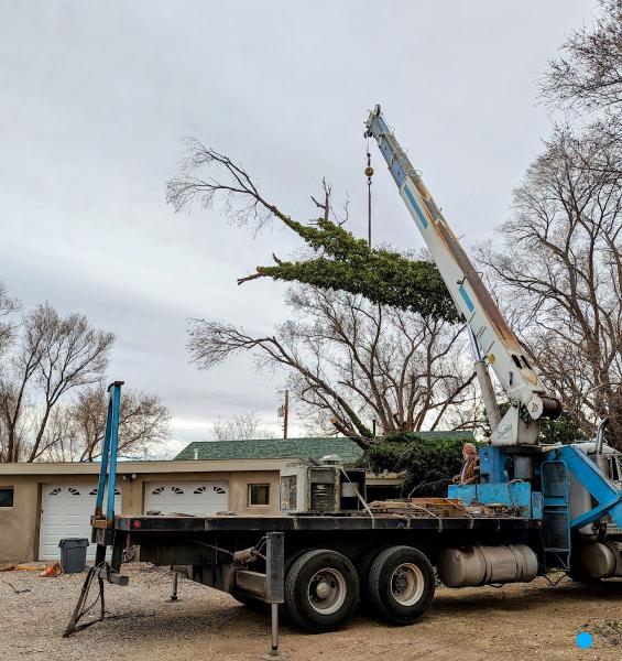 Terry's Tree Service