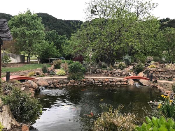 Pond Magic
